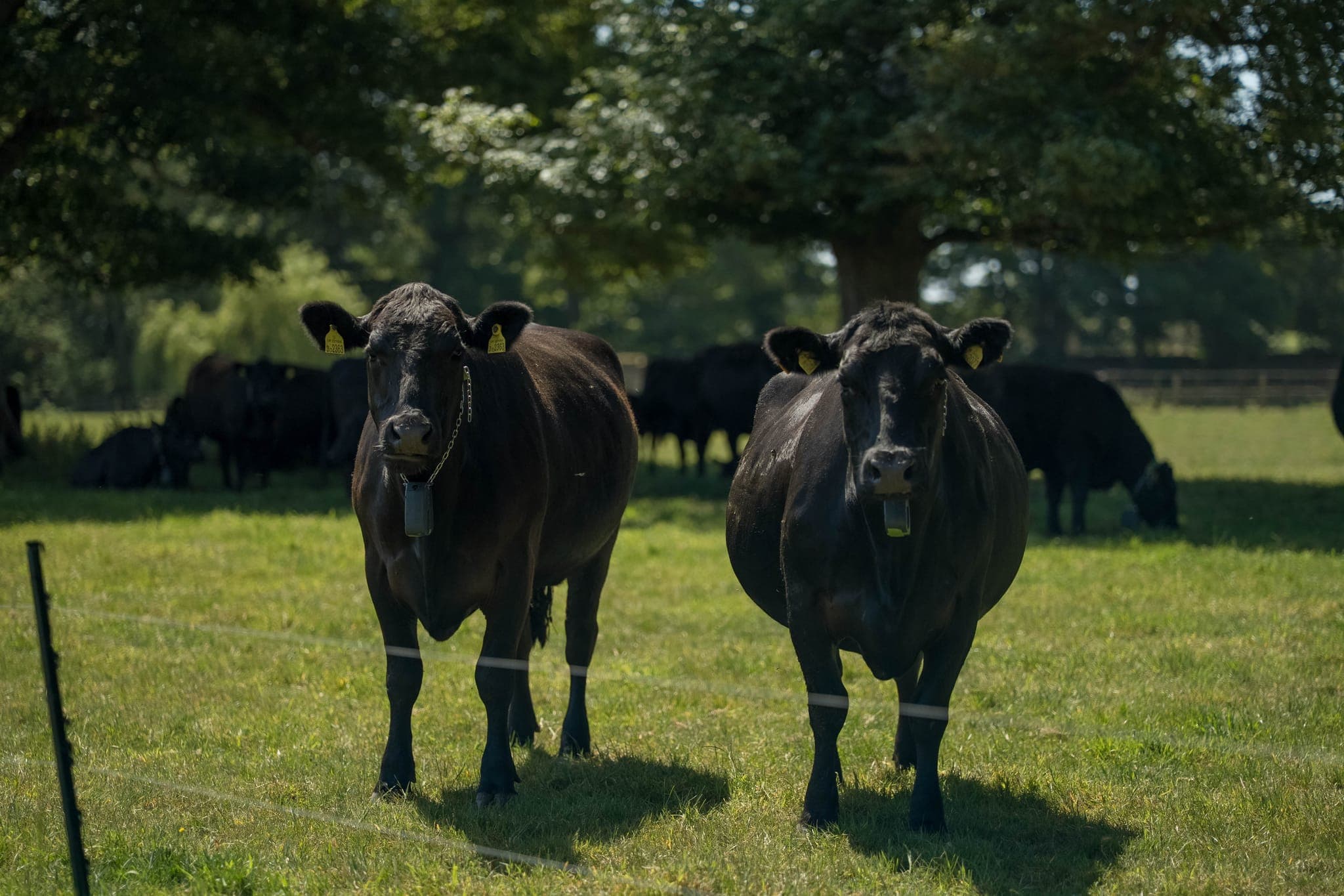 The Aberdeen Angus herd grazing at Raynham Estate.