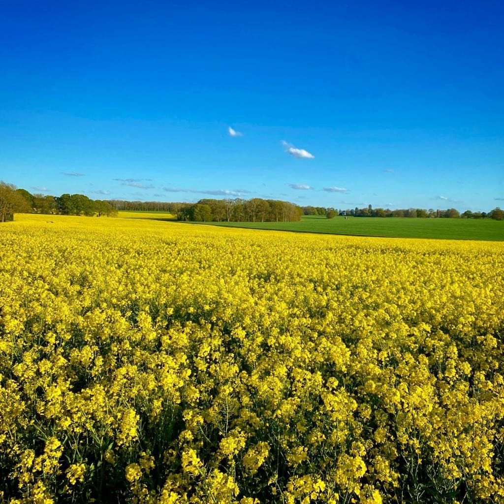 Rapeseed fields under a wide Norfolk sky at Raynham Estate.